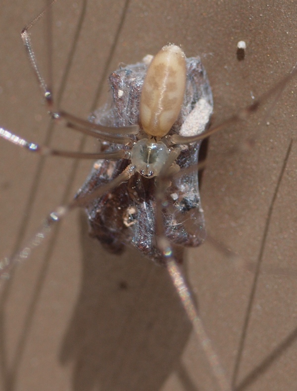 Pholcus phalangioides